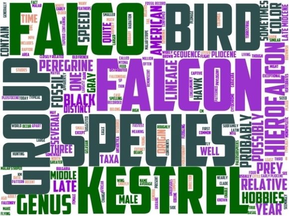 Falconry Wordart Sublimation: Hand-Drawn Wordclouds That Bring Meaning and Color to Everyday Design