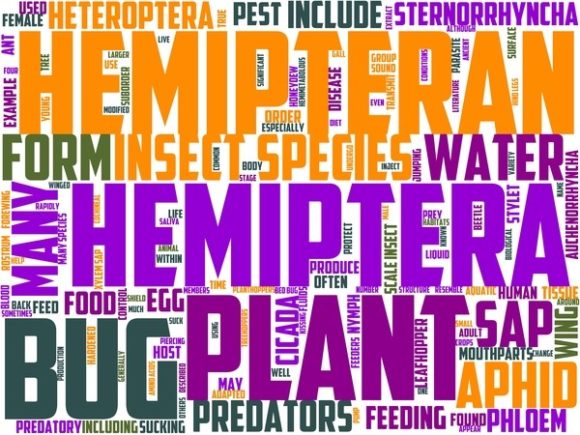 Hemipterology Wordart Book Cover